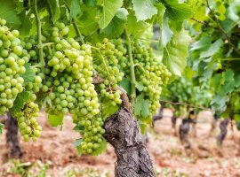 Grape - Vitis vinifera