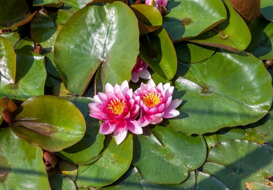 Water-Lily - Nymphea sp. 