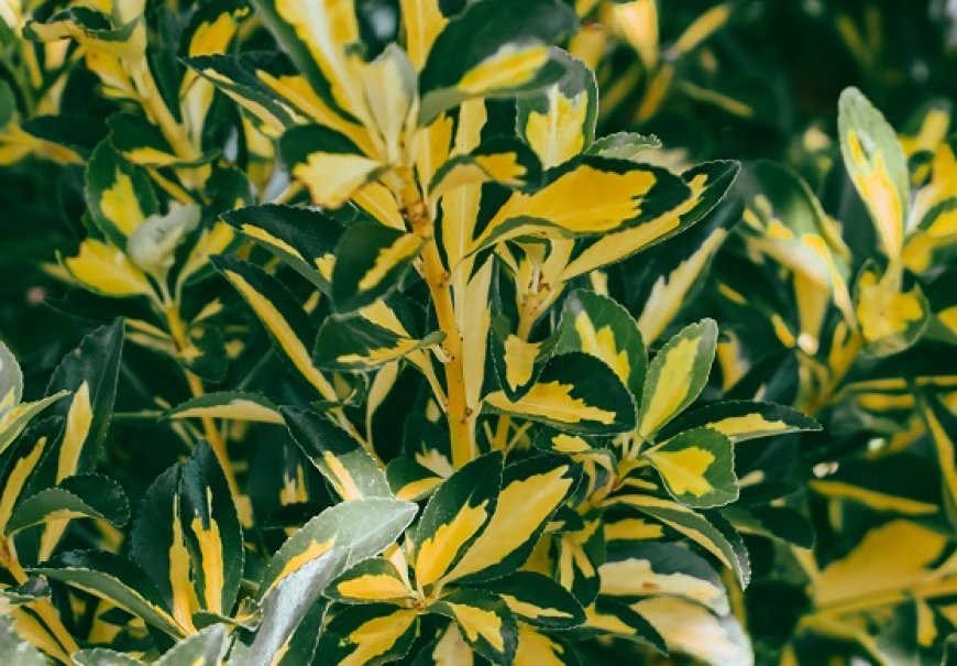 Zlolesina - Eleagnus pungens