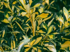 Zlolesina - Eleagnus pungens