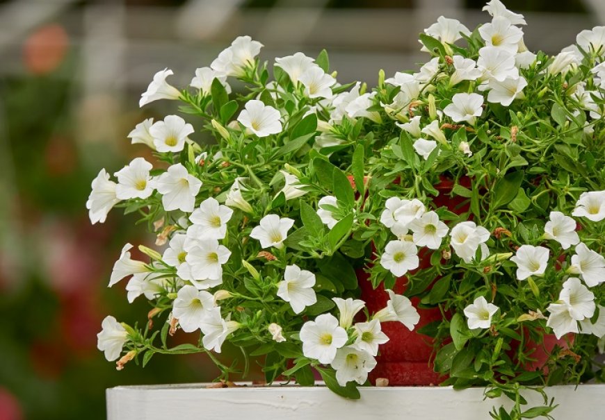 Surfinia - Petunia atkinsiana