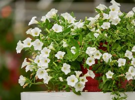 Surfinia - Petunia atkinsiana