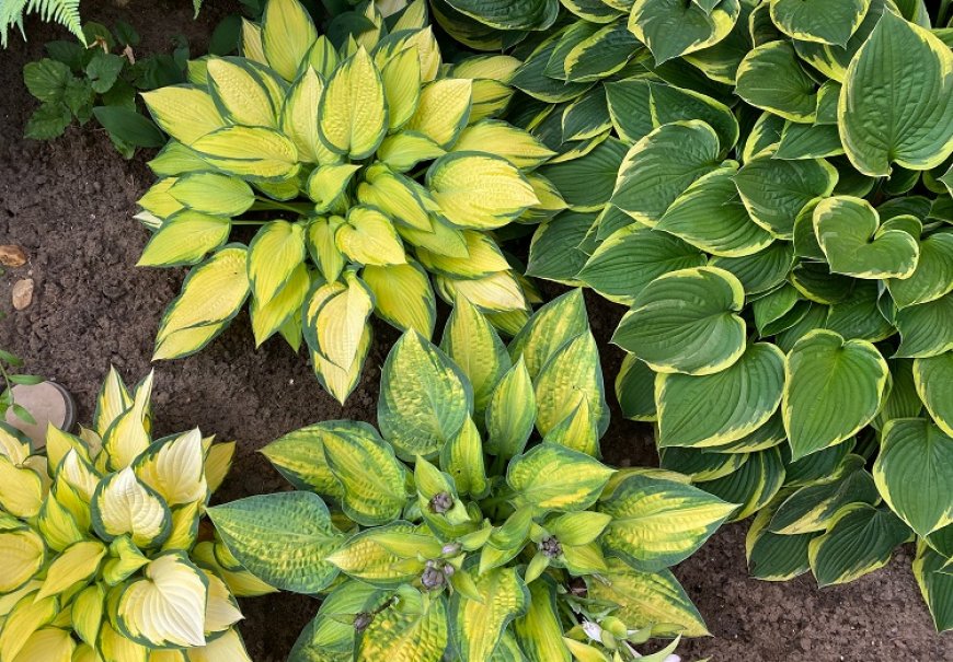 Funkija - Hosta sp.