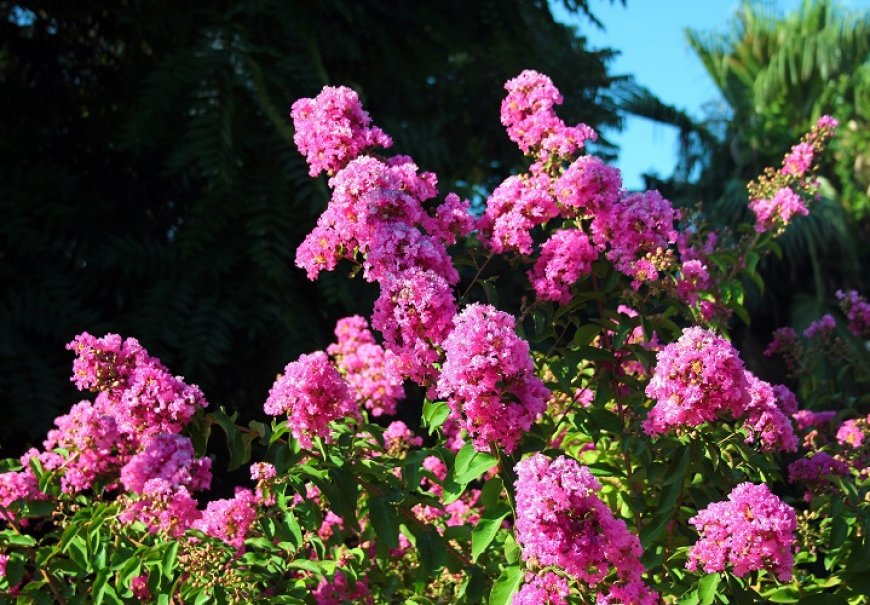 Crape Myrtle - Lagerstroemia indica