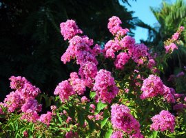 Lagerstremija - Lagerstroemia indica