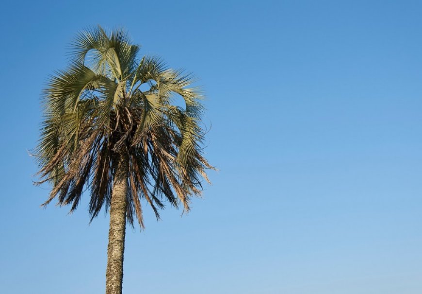 Jelly palm - Butia yatay