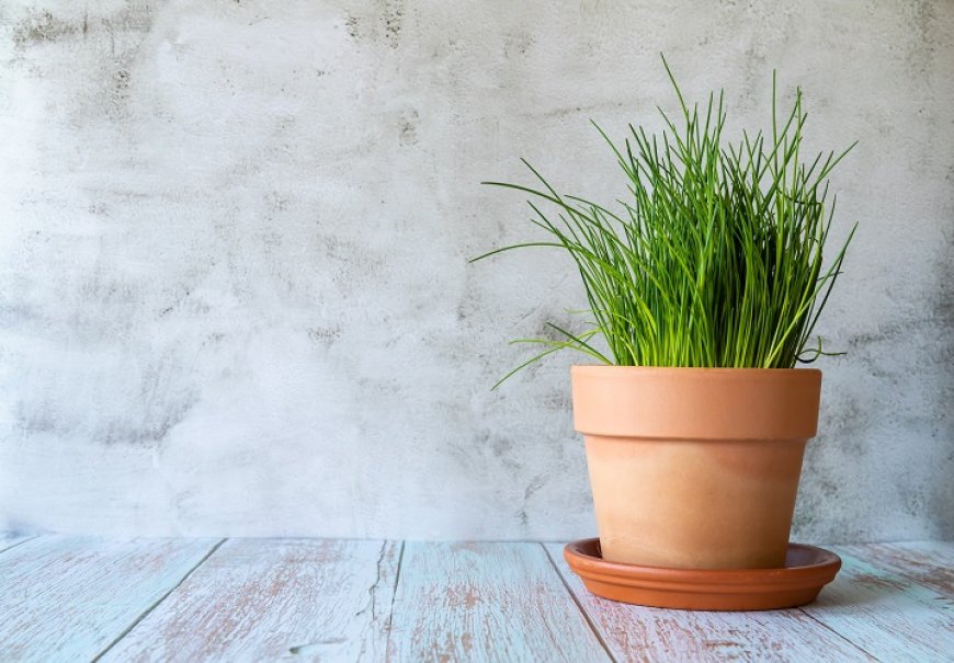 Chives - Allium schoenoprasum