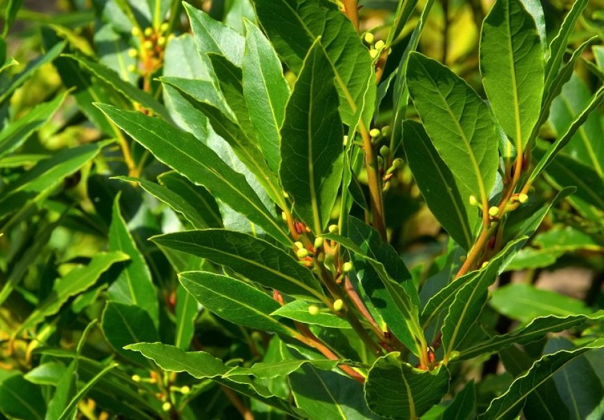 Bay Laurel - Laurus nobilis