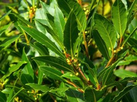 Bay Laurel - Laurus nobilis