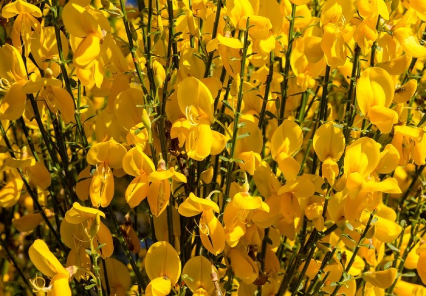 Scotch broom  - Cytisus scoparius 