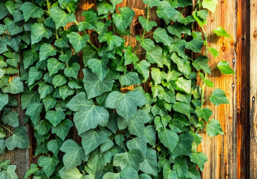 Bršljan - Hedera helix