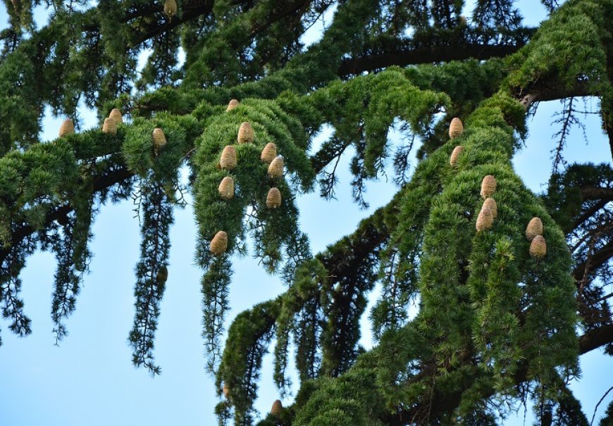 Himalayan Cedar - Cedrus deodara