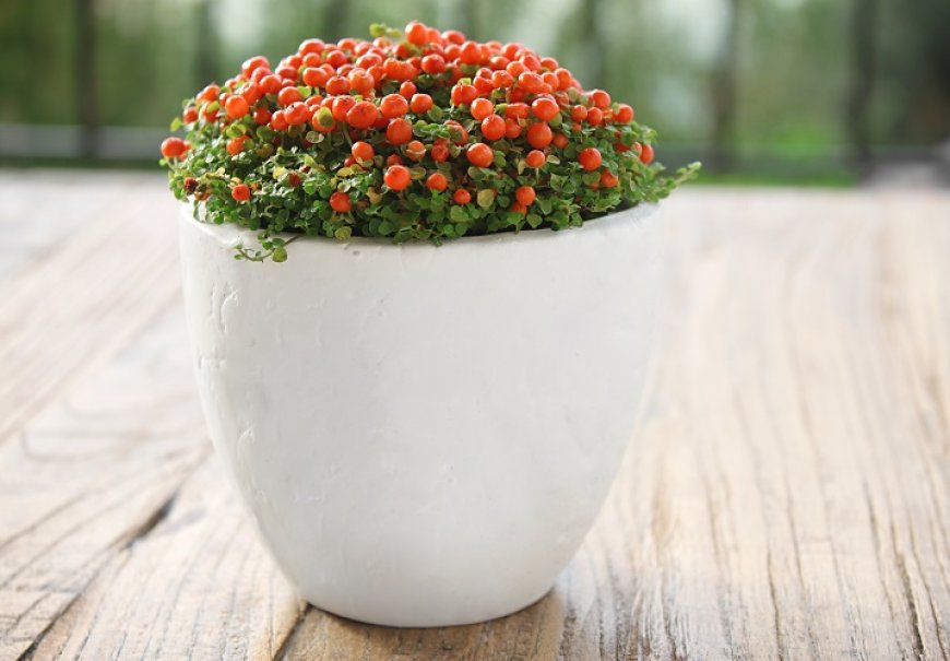 Bead Plant - Nertera depressa 