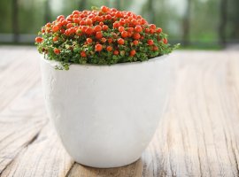 Bead Plant - Nertera depressa 