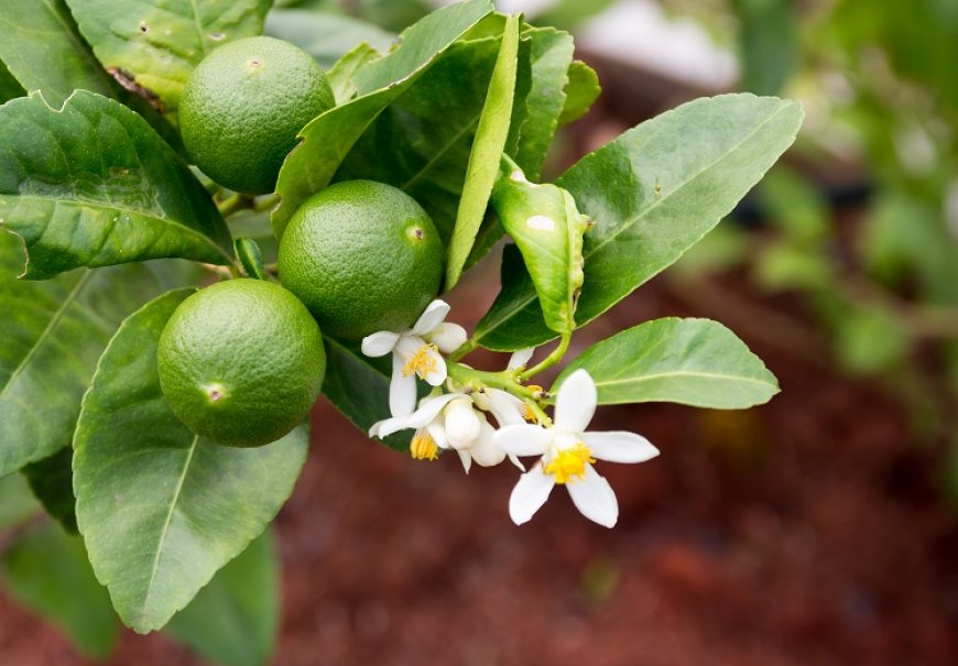 Lime - Citrus aurantiifolia