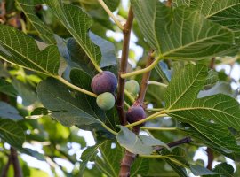 Common Fig - Ficus carica