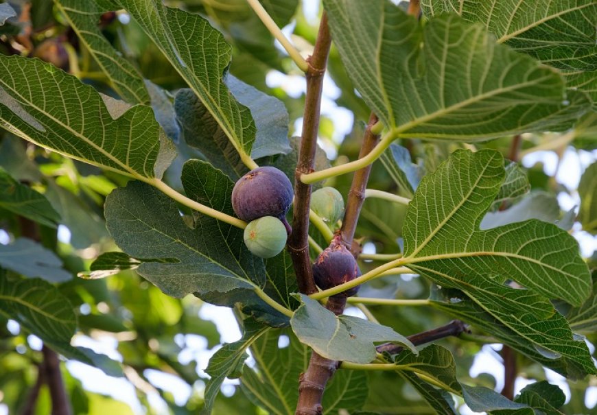 Fig - Ficus carica