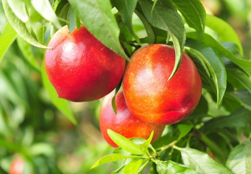 Nectarine - Prunus persica var. Nectarine