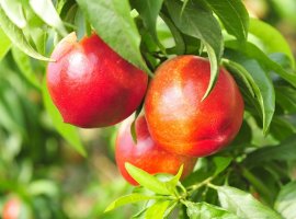 Nectarine - Prunus persica var. Nectarine