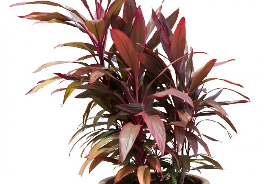 Ti Plant - Cordyline fruticosa