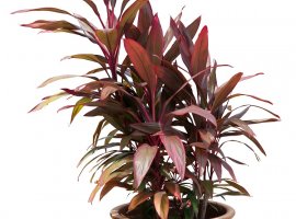 Ti Plant - Cordyline fruticosa