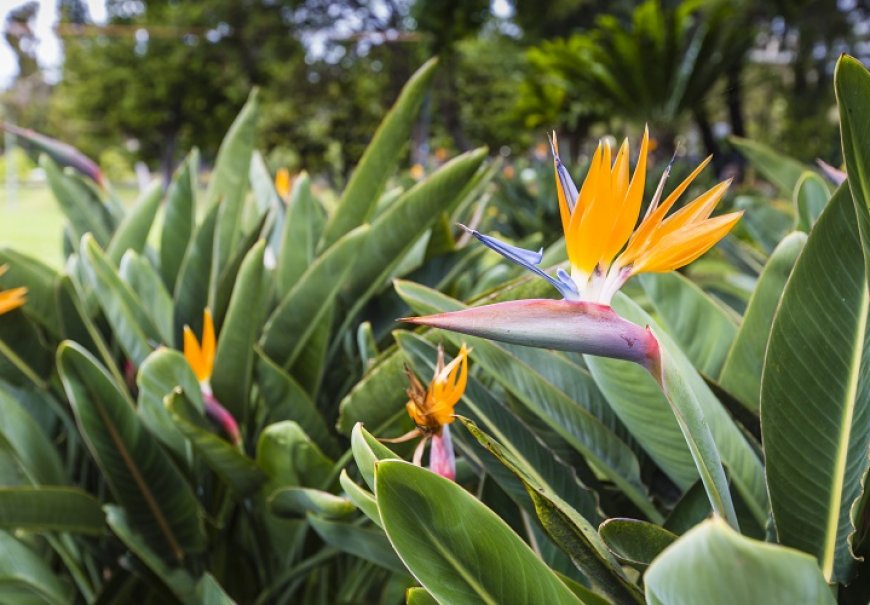 Bird of Paradise - Strelitzia reginae