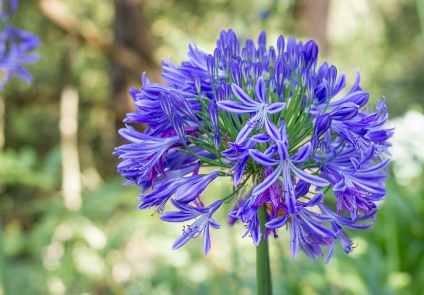 African Lily - Agapanthus africanus