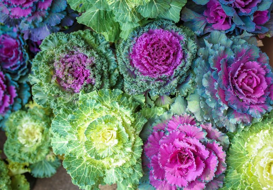 Decorative wild cabbage - Brasica oleracea