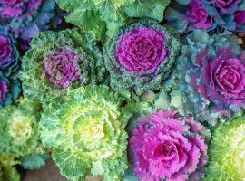 Decorative wild cabbage - Brasica oleracea