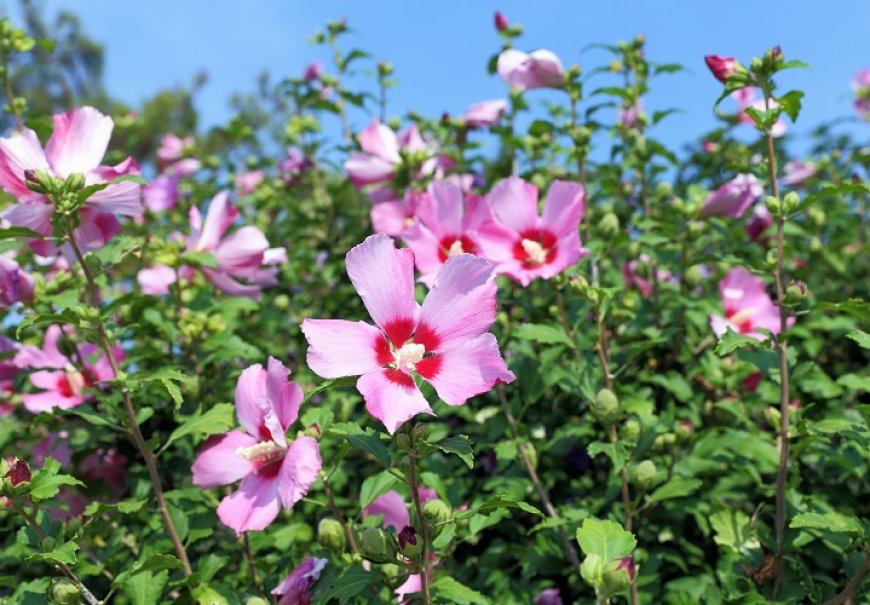 Sljezolika - Hibiscus syriacus