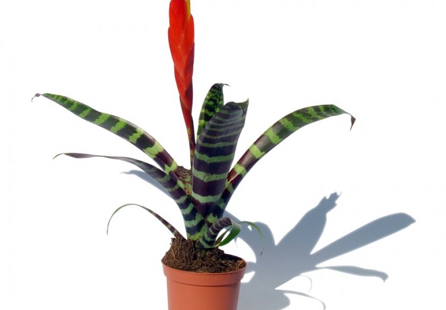 Flaming Sword - Vriesea splendens