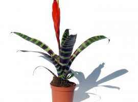 Flaming Sword - Vriesea splendens