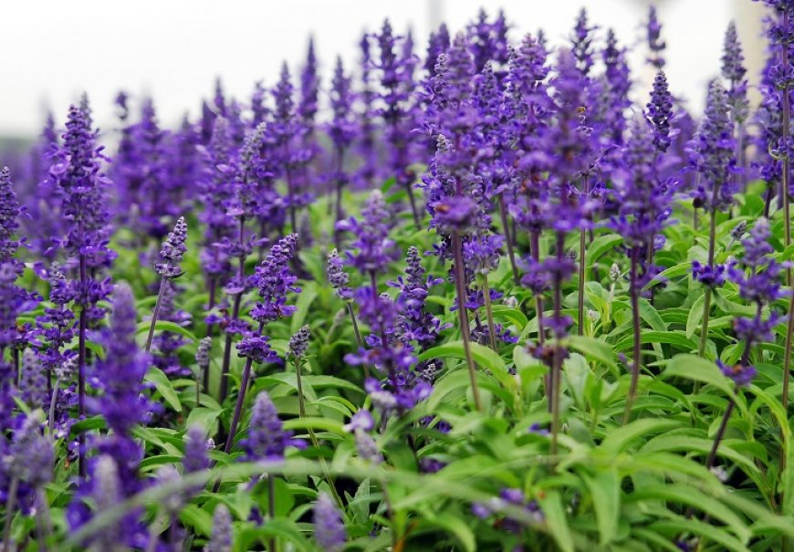 Sage - Salvia x superba