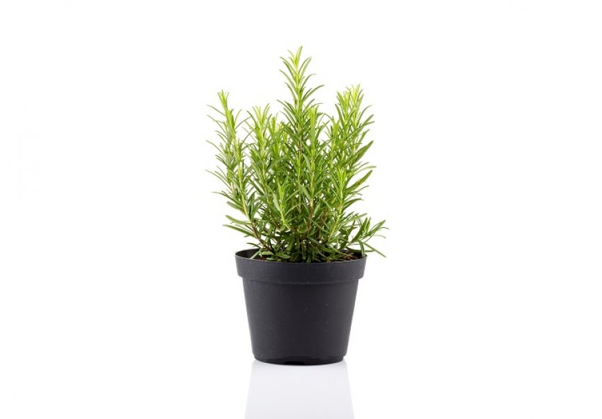 Rosemary - Rosmarinus officinalis