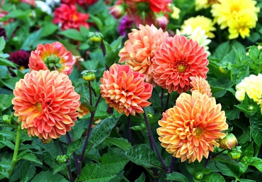 Dahlia - Dahlia x hortensis