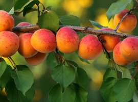 Apricot - Prunus armeniaca