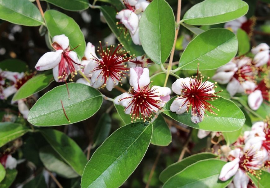 Feijoa - Feijoa sellowiana