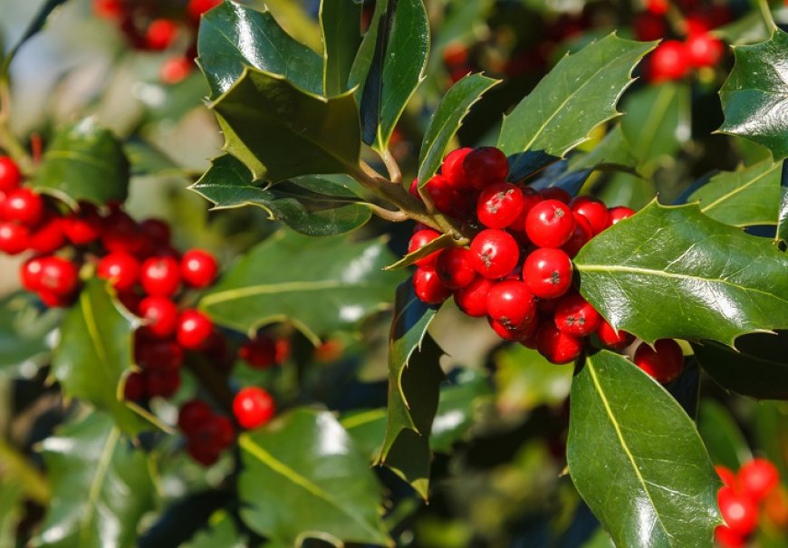 Holly - Ilex aquifolium 