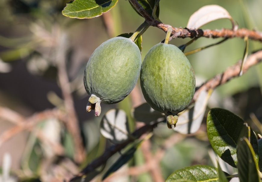 Feijoa, Pineapple guava – Acca sellowiana