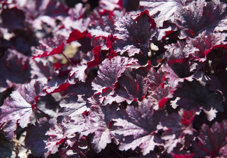 Koraljni zvončić - Heuchera micrantha