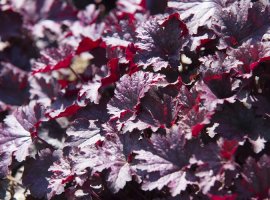 Koraljni zvončić - Heuchera micrantha