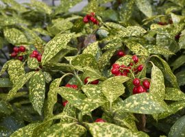 Spotted Laurel - Aucuba japonica