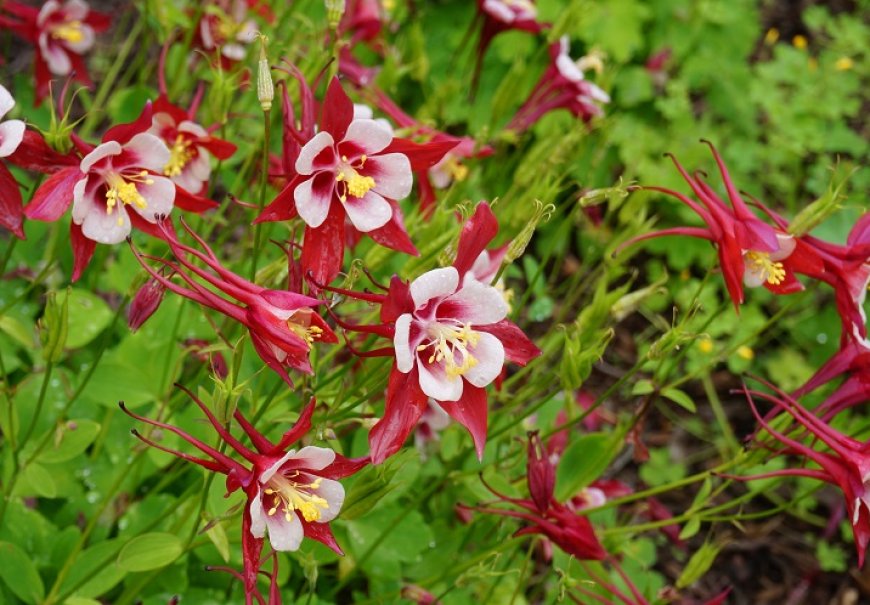 Columbine - Aquilegia sp.