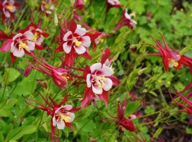 Columbine - Aquilegia sp.