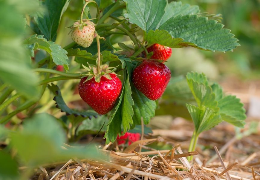 Strawberry - Fragaria grandiflora
