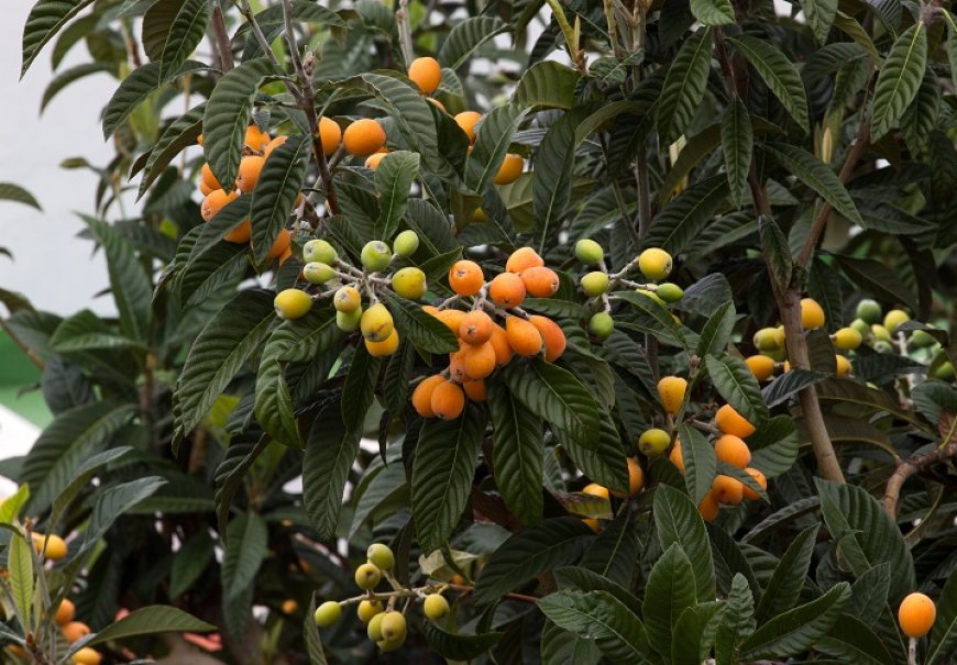 Loquat - Eriobotrya japonica