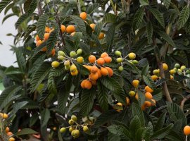 Loquat - Eriobotrya japonica