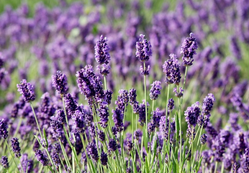 Common Lavender - Lavandula angustifolia