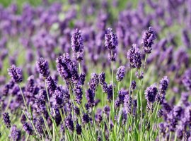 Common Lavender - Lavandula angustifolia