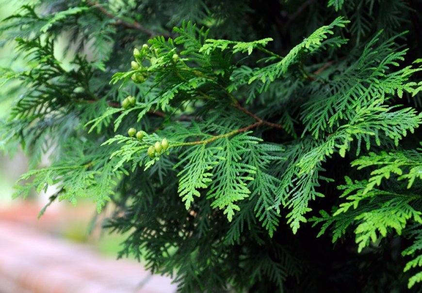 Leyland Cypress - Cupressocyparis leylandii